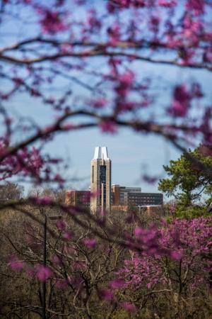 View of KU Bell Tower through purple tree blossoms